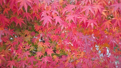 red and yellow, fall, autumn,leaves, nature, sky,leaf,season,가을 계절 낙엽 풍경