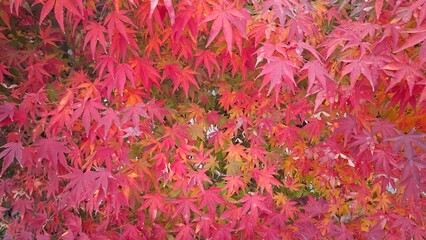 red and yellow, fall, autumn,leaves, nature, sky,leaf,season,가을 계절 낙엽 풍경