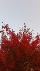 red and yellow, fall, autumn,leaves, nature, sky,leaf,season,가을 계절 낙엽 풍경