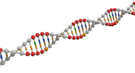 A 3D rendering of a DNA double helix strand on a white background.
