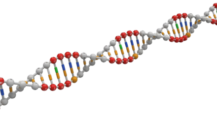 A 3D rendering of a DNA double helix strand on a white background.