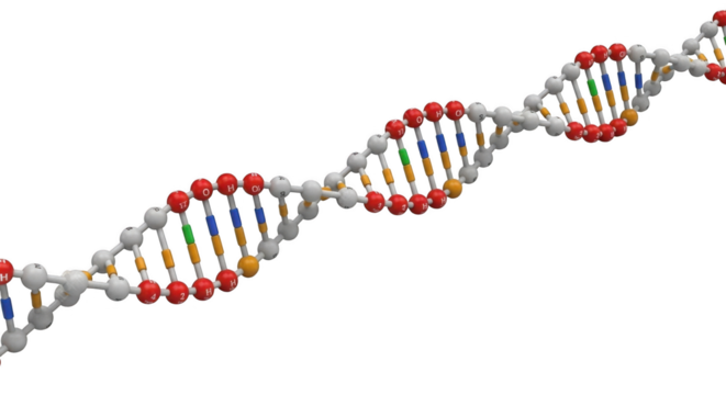 A 3D rendering of a DNA double helix strand on a white background.