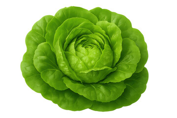 Fresh butterhead lettuce, a whole green vegetable for healthy cooking and diet, with transparent background