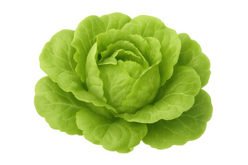 Fototapeta premium Fresh green butterhead lettuce head showing healthy nutritious leaves. Isolated vegetable for diet, cooking, and salad