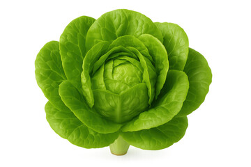 Obraz premium Fresh green butterhead lettuce head, whole and raw, displaying crisp leaves and vibrant color. Ideal for healthy eating
