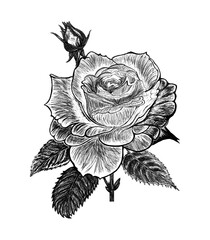 Detailed vintage rose illustration. Etched rose illustration with bud. Detailed black and white rose illustration with blooming petals, rosebud, and textured leaves in vintage botanical style