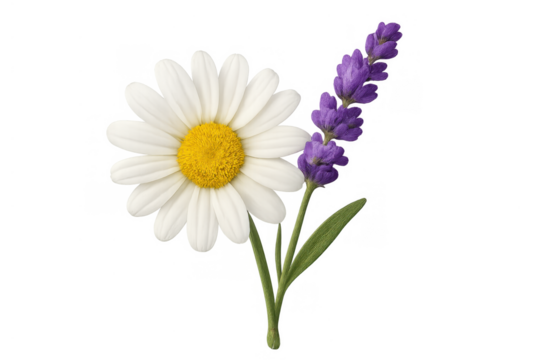 Daisy and lavender flowers displaying natural beauty, perfect for spring, summer, gardening, and floral themes on a transparent background