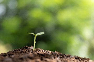 Macro focus growing tree sprouting with visible dew