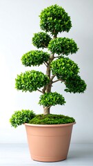 Potted bonsai tree, vibrant green