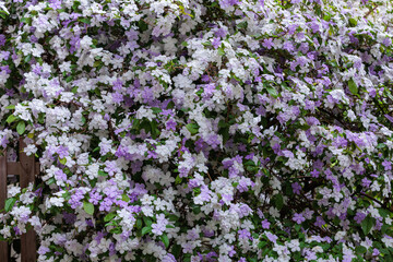Fototapeta premium Brunfelsia latifolia Flowers with very good smell.