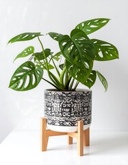 Potted Monstera plant on stand