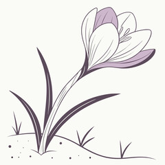 Crocus Flower