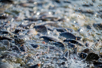 Nile Tilapia is eating food, Lots of fish