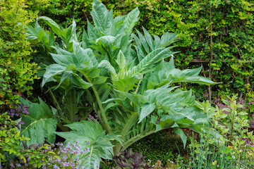 Cardoon leaves growing in an early summer garden.