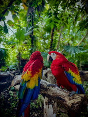 blue and yellow macaw