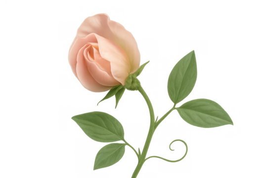 Light pink rosebud with green stem and leaves. Blossom isolated on transparent background illustrating blooming beauty