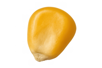 Single corn kernel, vibrant yellow color, showing smooth texture and organic shape. Food ingredient and seed symbol