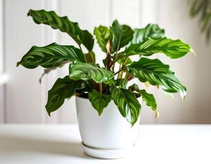 Potted plant, vibrant leaves