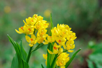 Cephalanthera falcata flowers bloom quietly and beautifully in the shade of the forest trees.