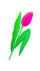 pink tulip on white background