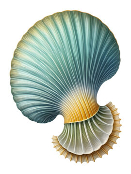 Lingulella phosphatic shelled brachiopod, a Cambrian period creature. Colorful illustration on a white background.