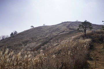 민둥산 억새 축제