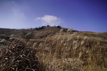 민둥산 억새 축제