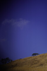 민둥산 억새 축제