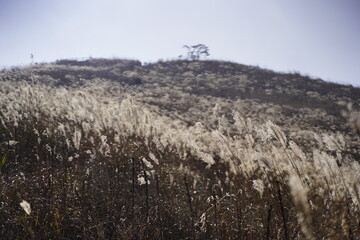 민둥산 억새 축제