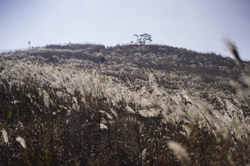 민둥산 억새 축제