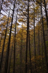 민둥산 억새 축제