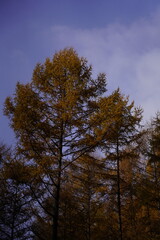 민둥산 억새 축제