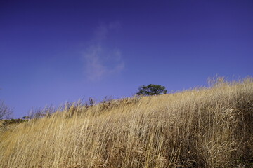 민둥산 억새 축제