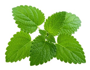 Close-up of vibrant green lemon balm leaves against a clean white background
