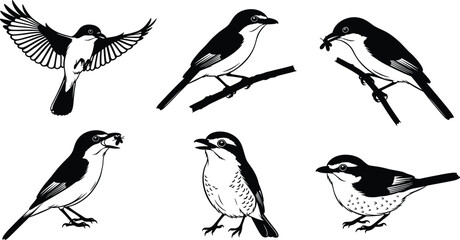 Collection of detailed songbird silhouette and outline illustrations showing flying, perched, and feeding poses, perfect for nature themes, wildlife vector artwork, and decorative design projects