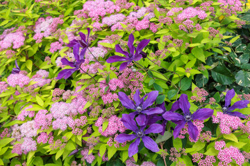 Obraz premium Blue-purple clematis flowers blooming in early summer.