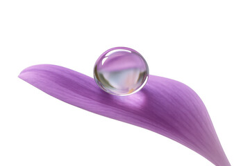 Water drop on a purple petal, showcasing reflection and refraction. Transparent background enhancing versatility and natural elegance