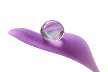 Water drop on a purple petal, showcasing reflection and refraction. Transparent background enhancing versatility and natural elegance