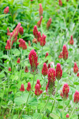 Crimson clover flowers blooming in the spring garden.
