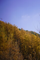 민둥산 전나무 단풍