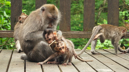 family or group of long tailed macaque in ubud monkey forest, bali, indonesia, juvenile animals playing and having fun, looking at camera