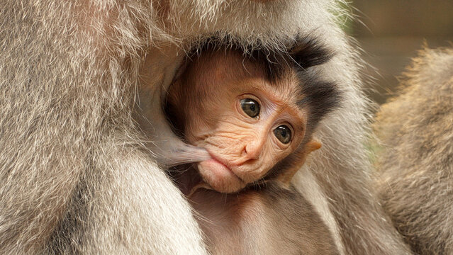 Baby long tail macaque breastfeeding or suckling in monkey forest, ubud, bali, indonesia, cute jungle animal face