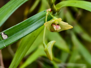 Close-up of wild Dendrobium sp. orchid with pale yellow petals and pink center