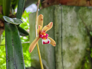 Close-up of Cymbidium orchid bloom with yellow sepals and pink-white lip on stem
