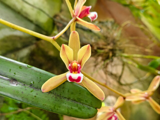 Macro of Cymbidium orchid flower with yellow petals and pink-white lip on green leaf