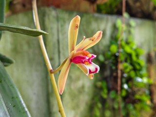Close-up of a single Cymbidium orchid flower with yellow petals and pink-white lip in natural light
