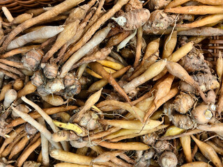 Fresh fingerroot rhizomes displayed in a market