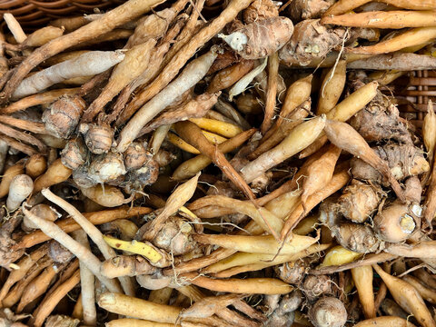 Fresh fingerroot rhizomes displayed in a market