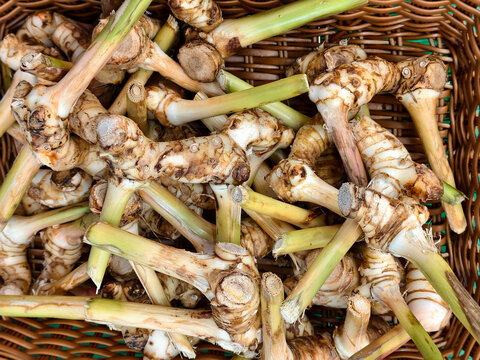 Fresh galangal roots displayed in a market basket