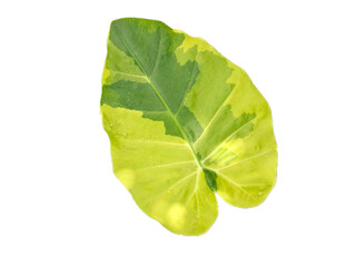 Rare variegated Alocasia leaf isolated on white. Tropical exotic houseplant closeup.